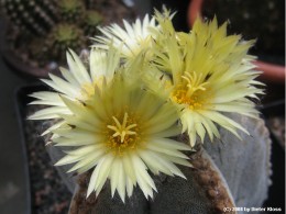 Astrophytum myriostigma